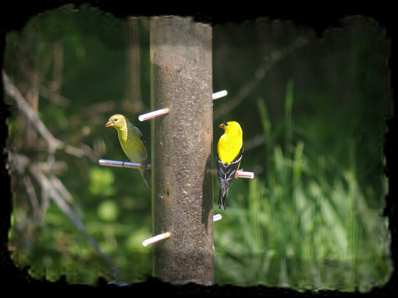 Two Goldfinches on Feeder
