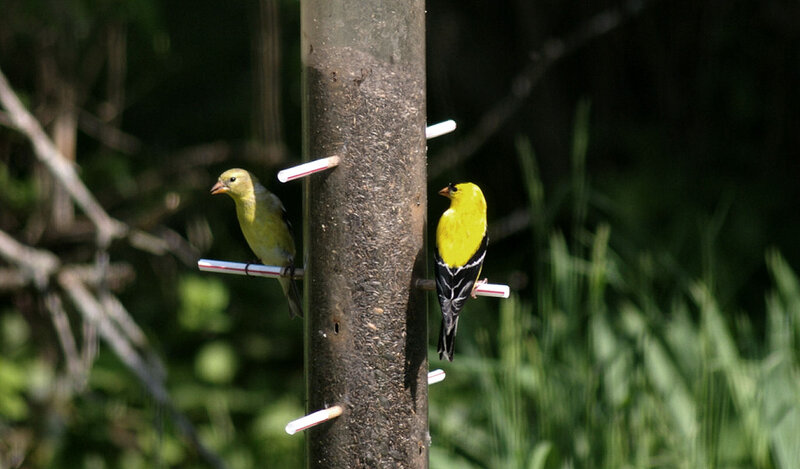 Two Goldfinches on Feeder — Yellow