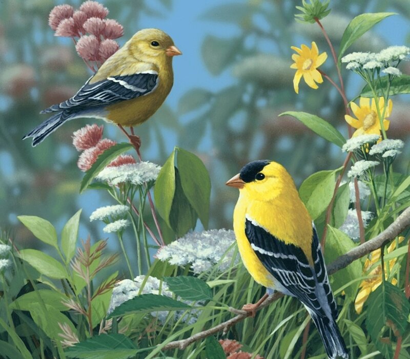 Two Goldfinches on Flowers — Yellow, Serene