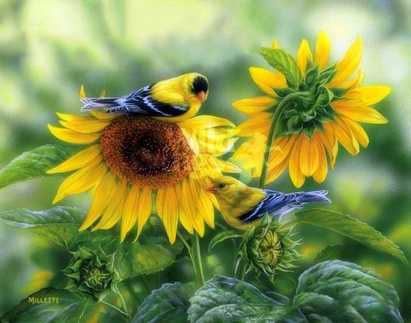 Two Goldfinches on Sunflowers