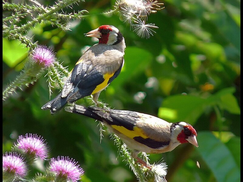 Two goldfinches on thistle