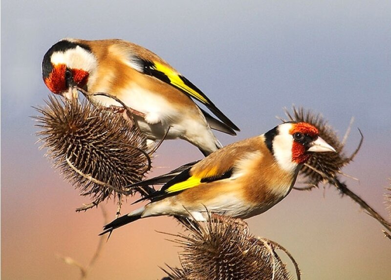 Two Goldfinches on Thistles