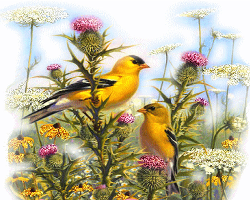 Two Goldfinches on Thistles — Yellow