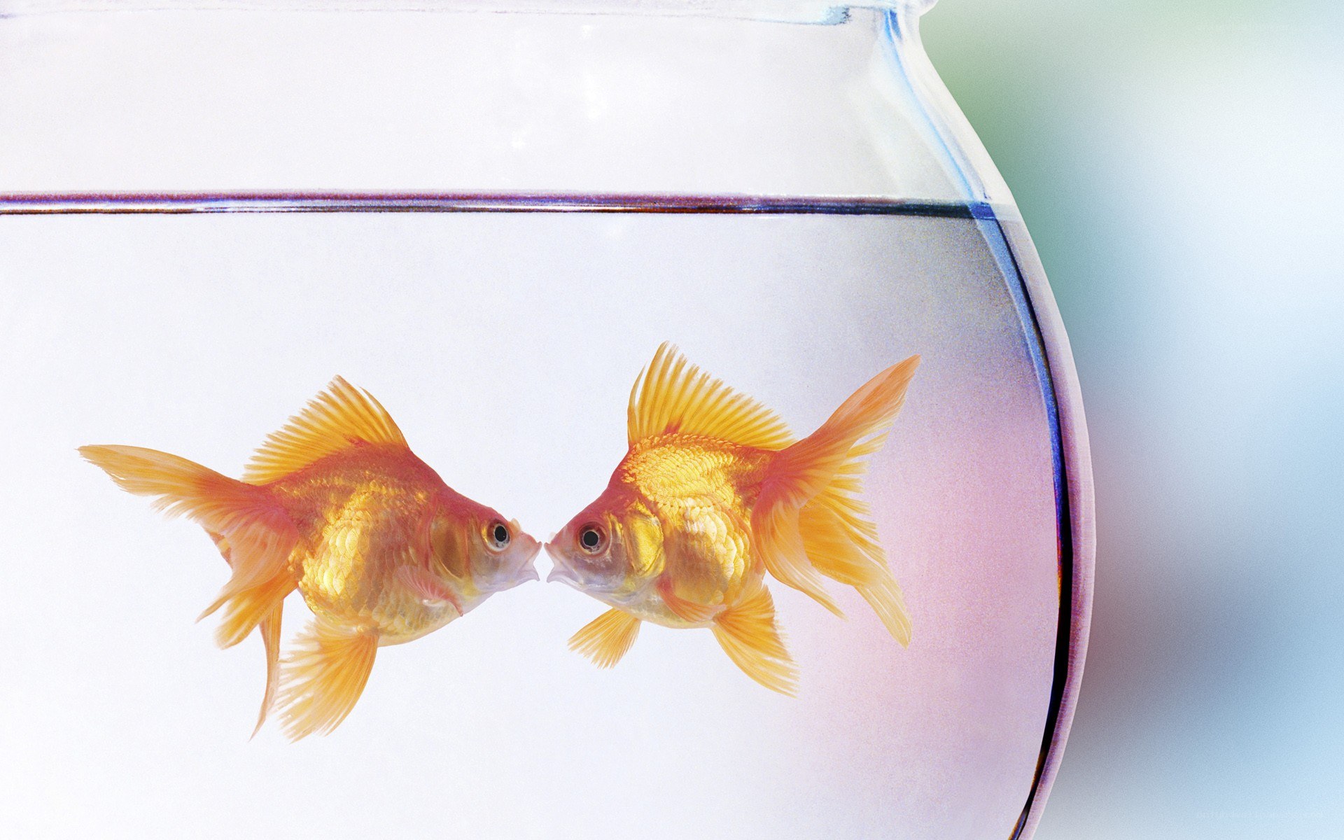 two goldfish in a bowl
