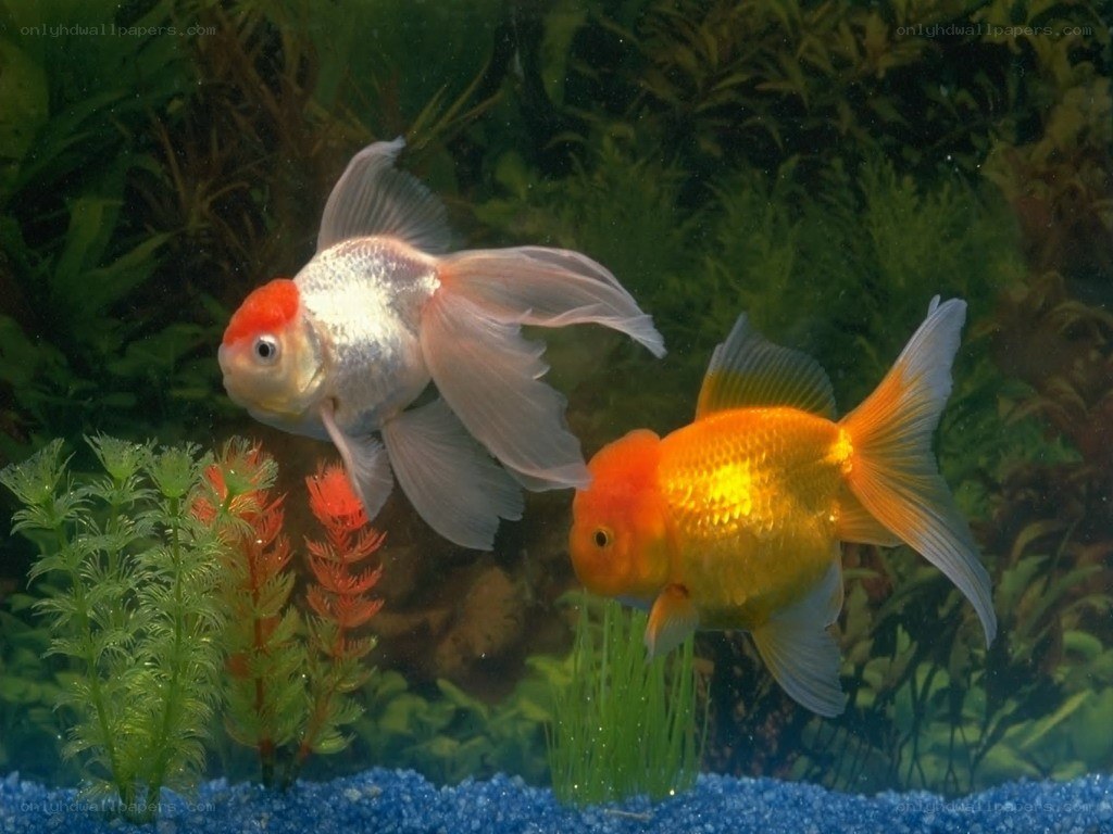 Two goldfish in an aquarium