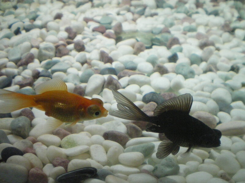 Two Goldfish in Aquarium — Gold