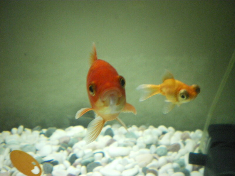 Two Goldfish in Aquarium — Orange, Calm, Photograph, Pebbles, Aquarium Glass