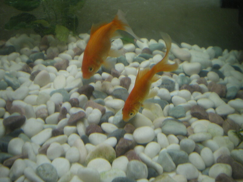 Two Goldfish in Aquarium — Orange, Calm, Photograph