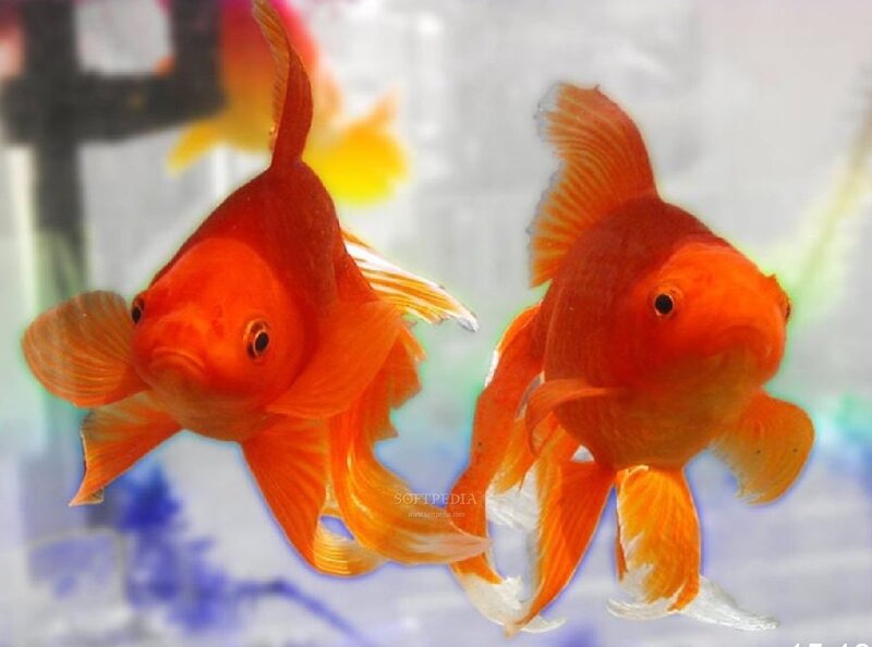 Two Goldfish in Aquarium — Orange, Calm