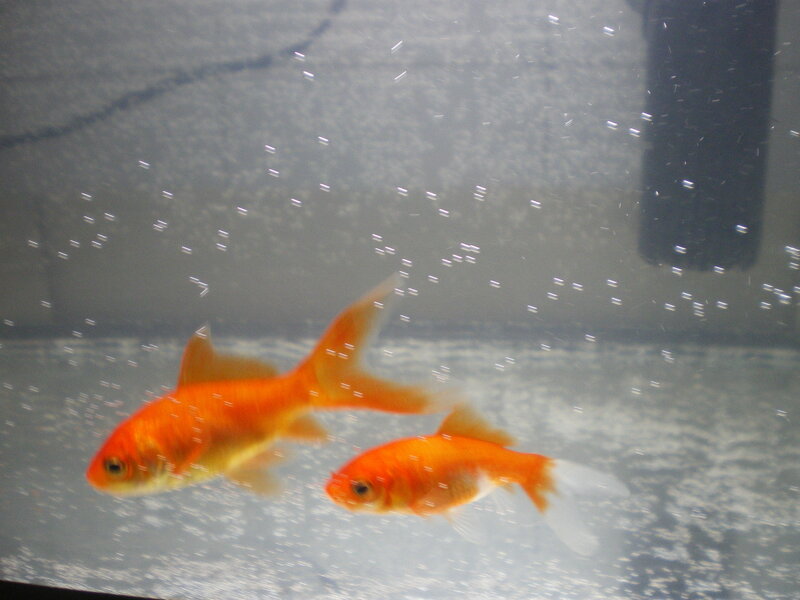 Two Goldfish in Aquarium — Orange