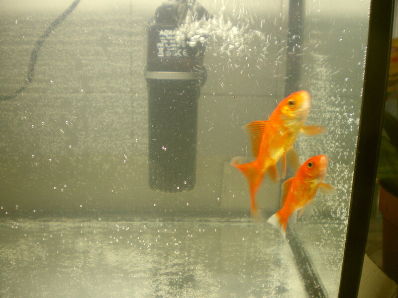 Two Goldfish in Aquarium