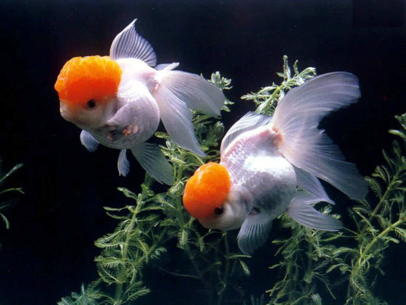 Two Goldfish in Aquarium — White