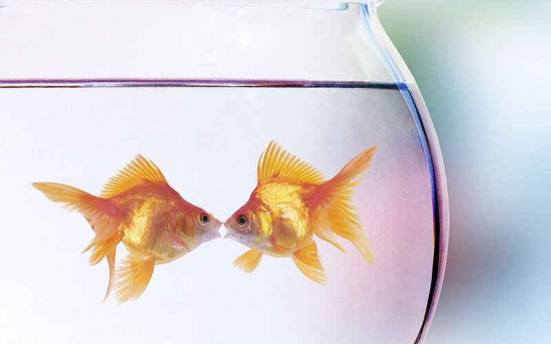 Two Goldfish in Bowl — Yellow, Calm