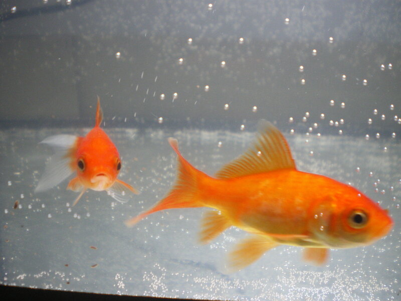 Two Goldfish in Tank