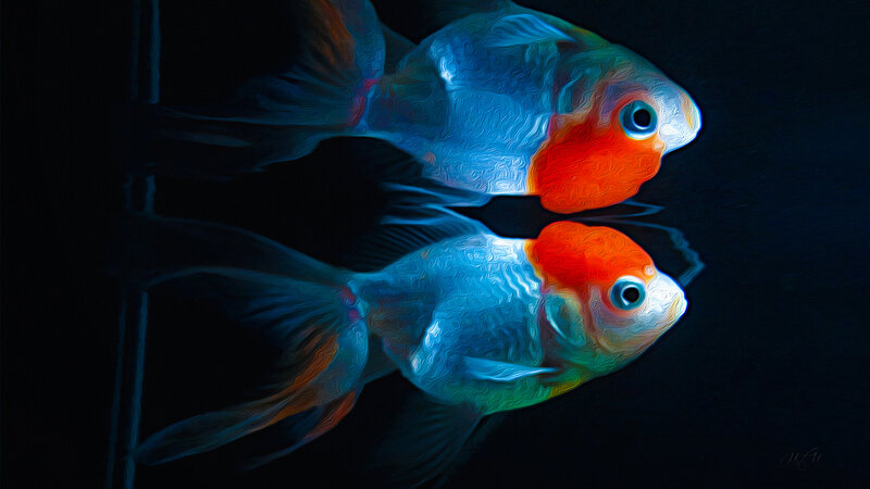 Two Goldfish in Water — Blue
