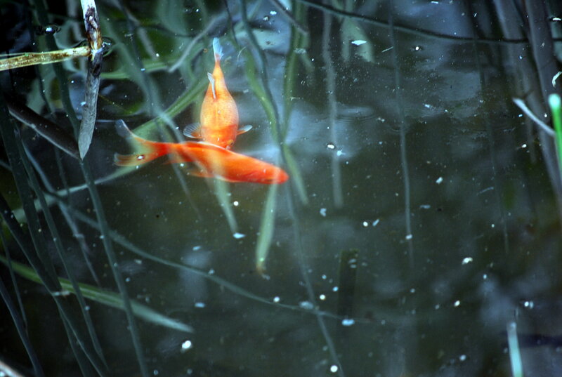 Two Goldfish in Water — Orange