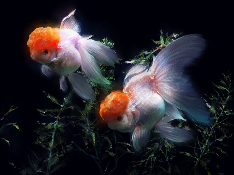 Two Goldfish in Water — White