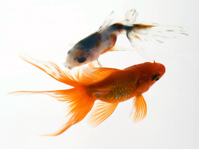 Two goldfish swimming