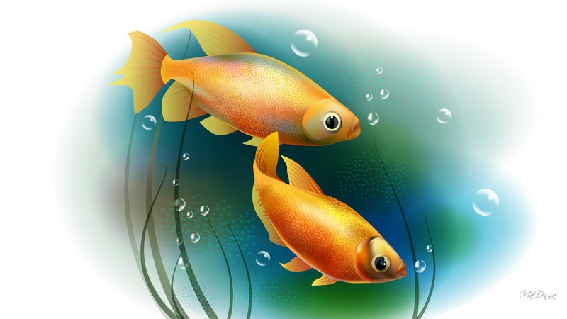 Two Goldfish Swimming — Gold