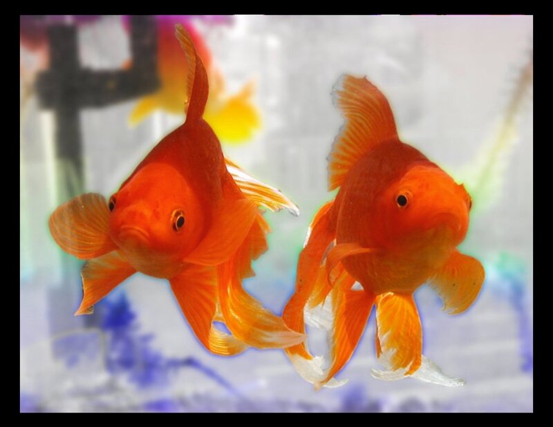 Two goldfish swimming in aquarium