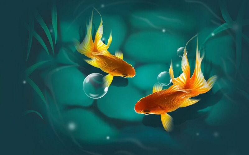 Two Goldfish Swimming — Orange