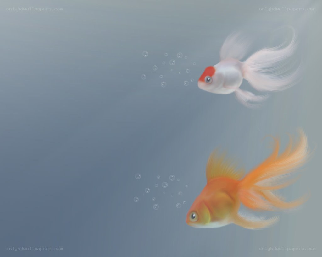 Two goldfish swimming