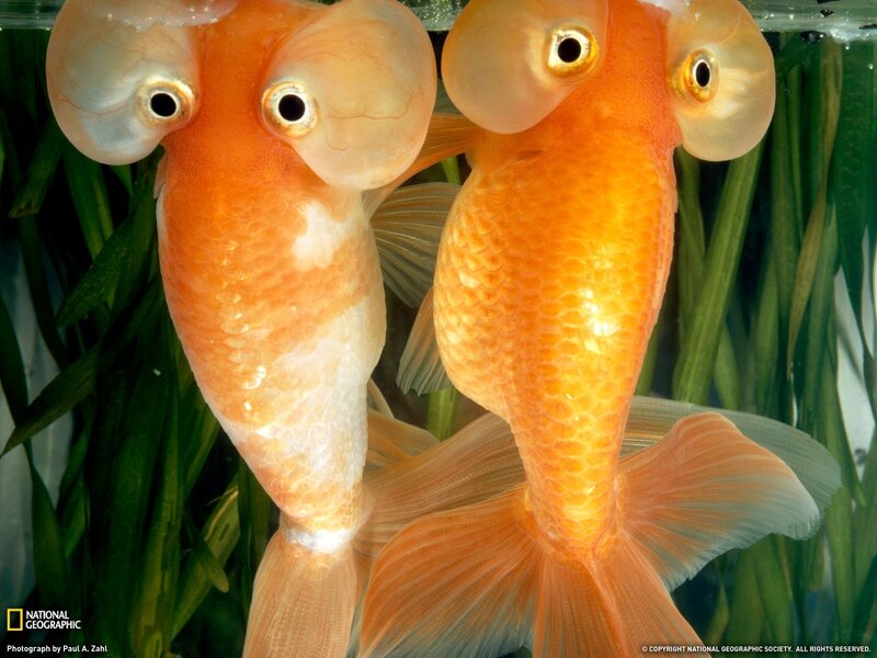 Two goldfish with large eyes