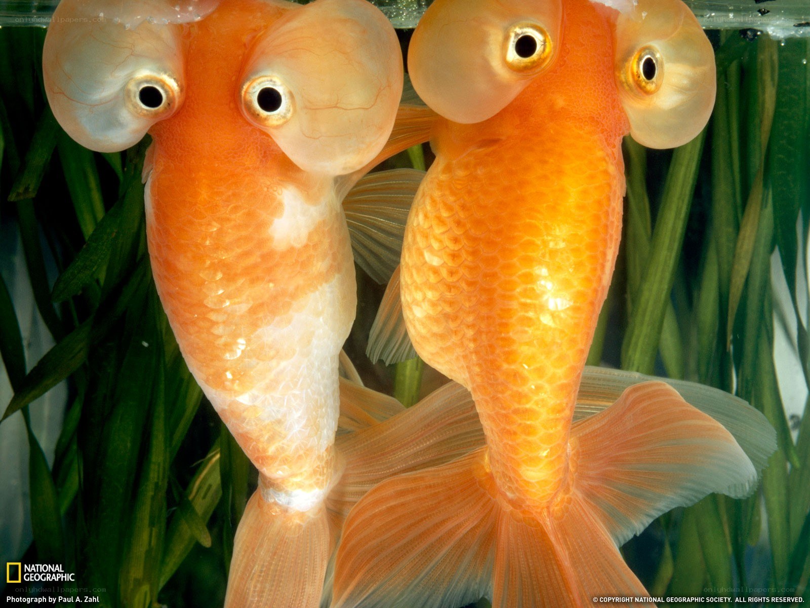 Two goldfish with large eyes
