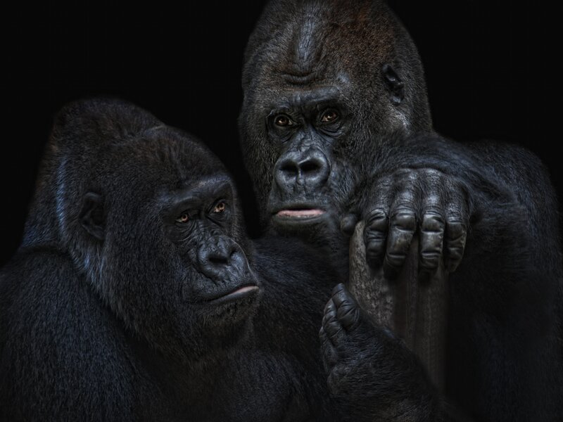 Two Gorillas in Dark