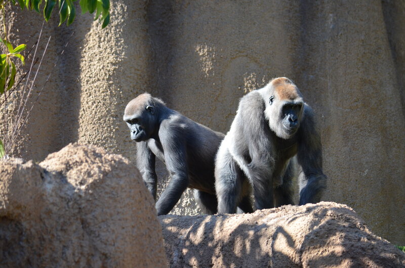 Two Gorillas on Rocks