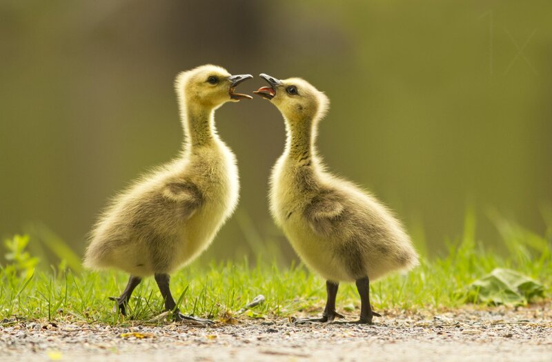 Two Goslings Facing Each Other