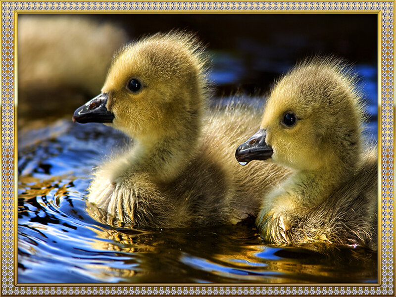 Two Goslings in Water