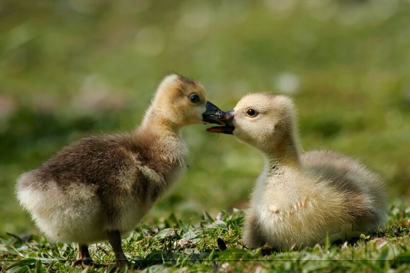 Two Goslings Interacting