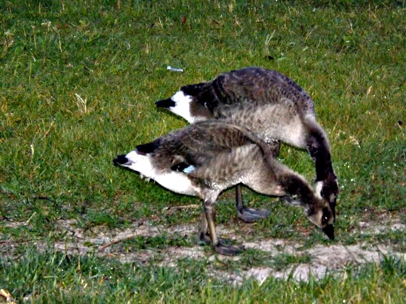 Two Goslings on Grass — Green