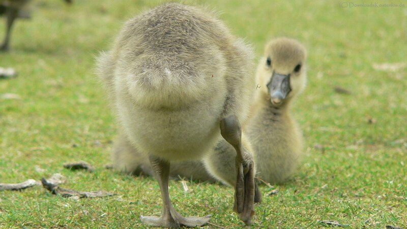 Two goslings on grass
