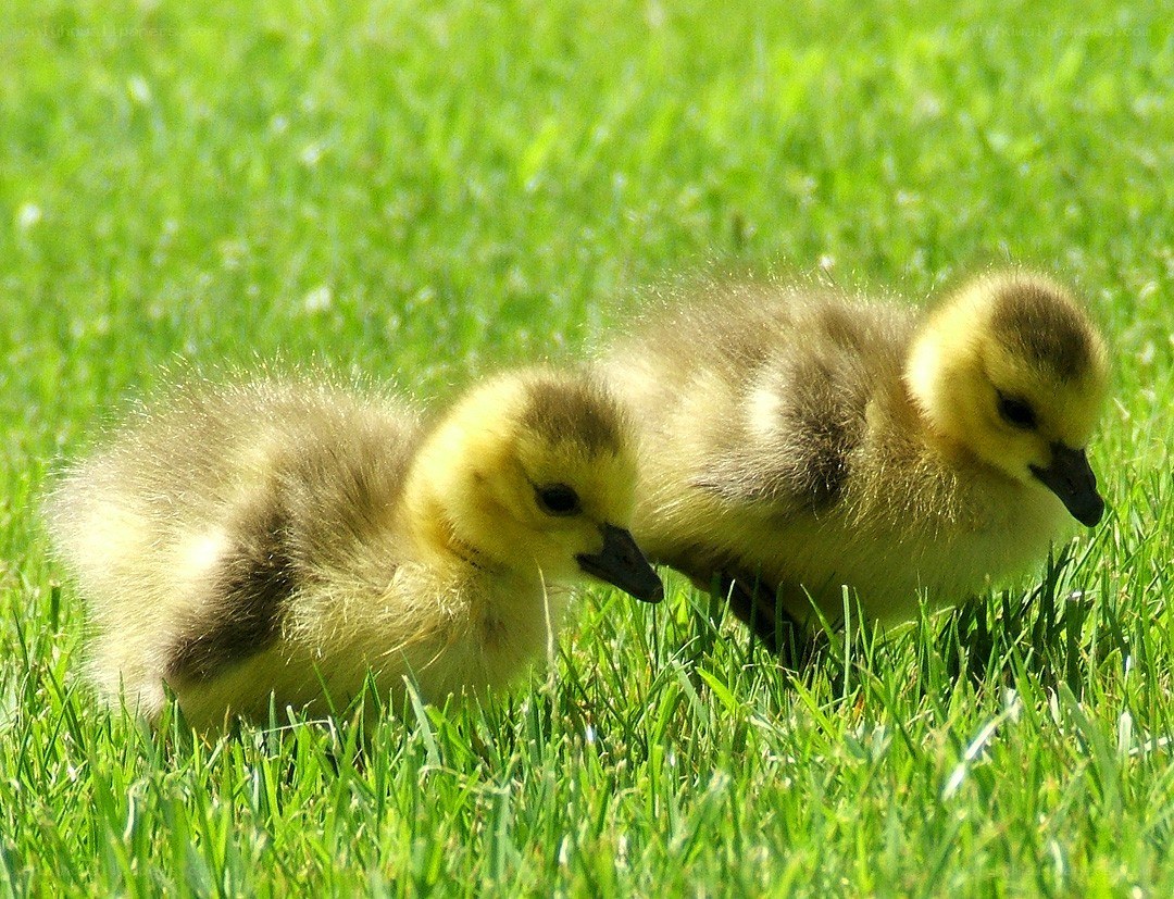 Two goslings on green grass