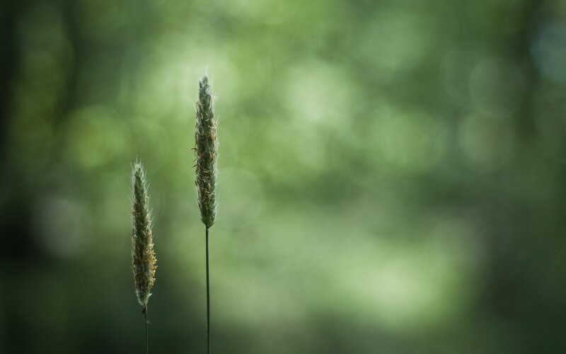 Two Grass Seed Heads — Green, Serene, Photograph, Stem