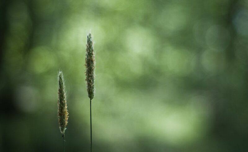 Two Grass Seed Heads — Green, Serene, Photograph