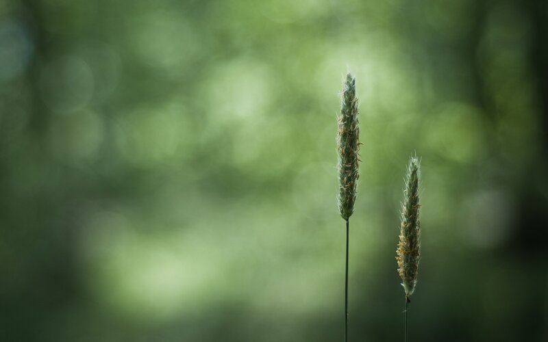 Two Grass Seed Heads — Green