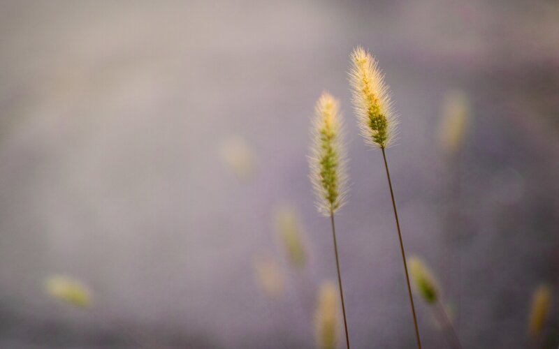 Two Grass Seed Heads — Purple