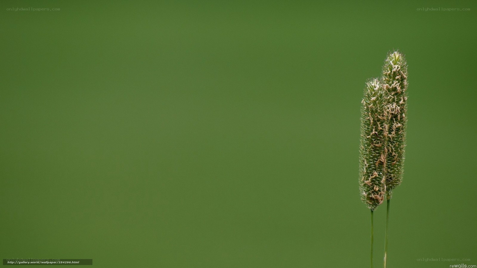 two grass seed heads