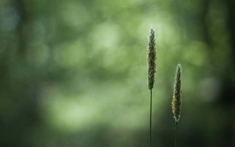 Two grass spikes in forest
