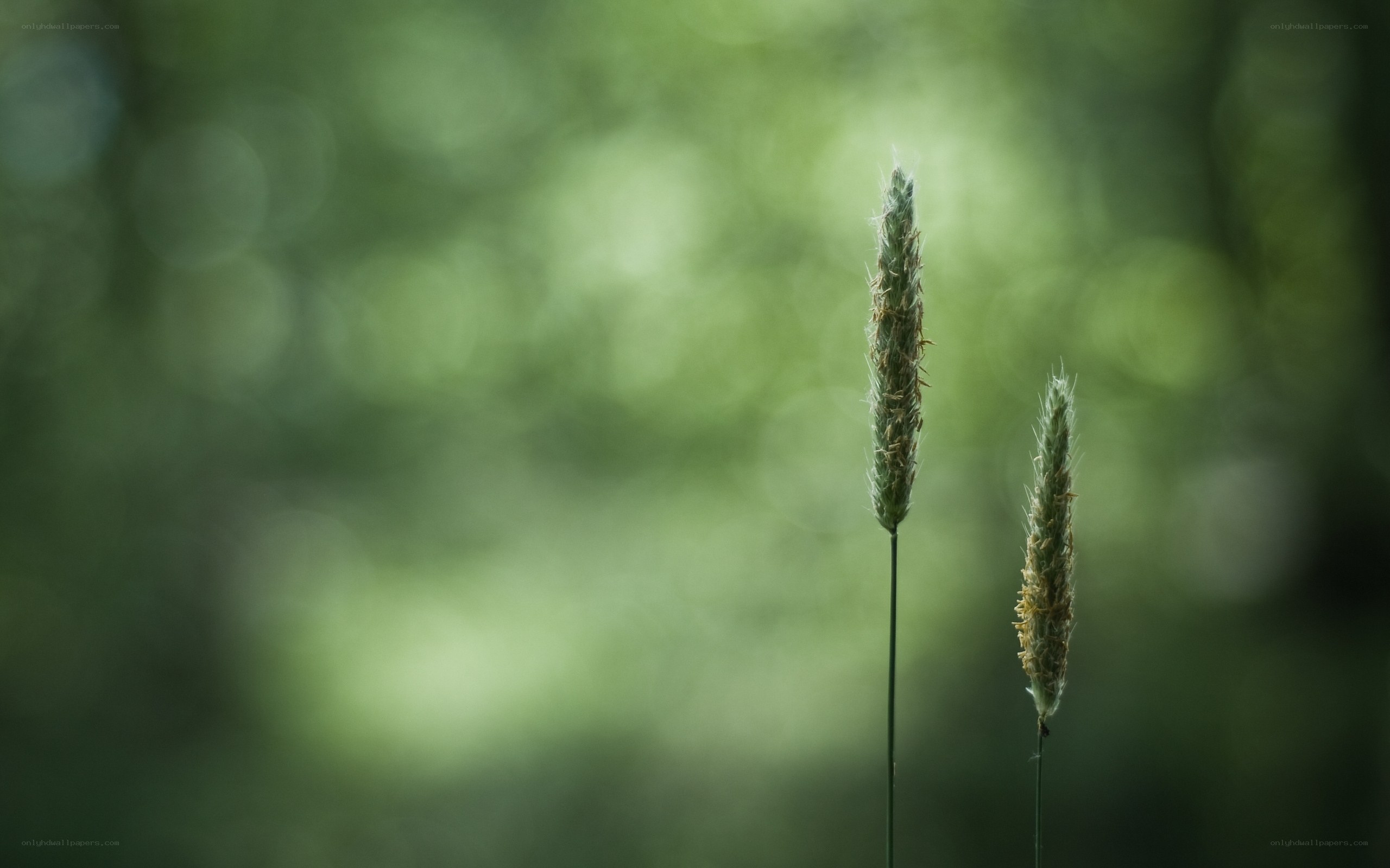 Two grass spikes in forest