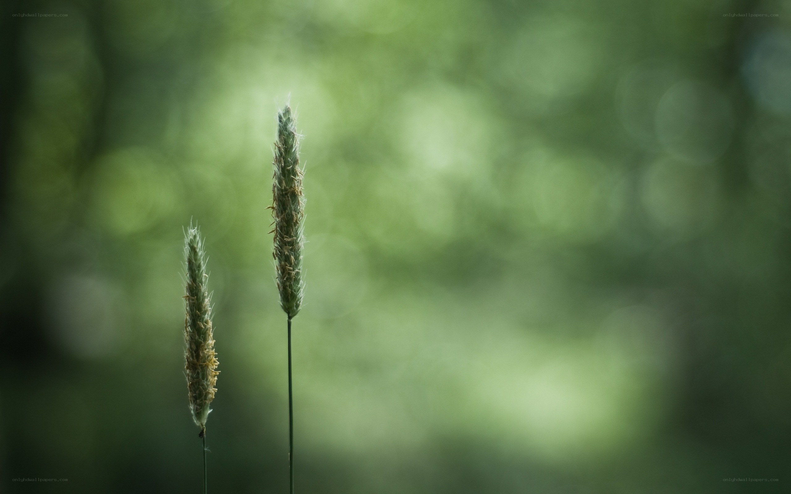 Two grass stalks in a forest