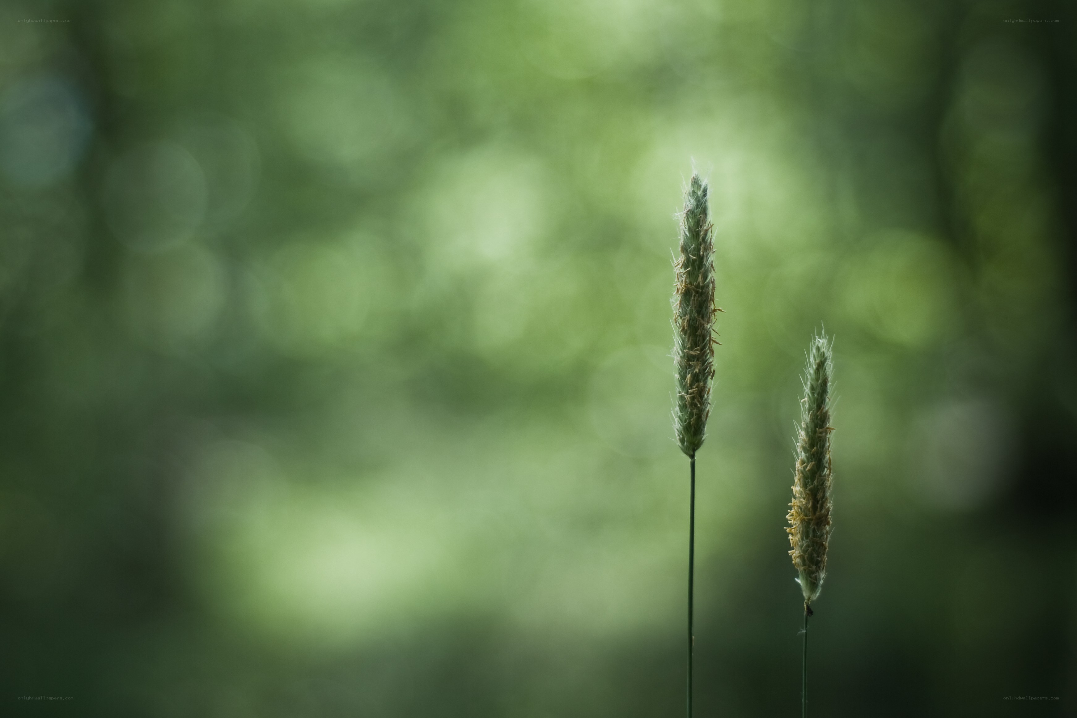 Two grass stalks in a forest