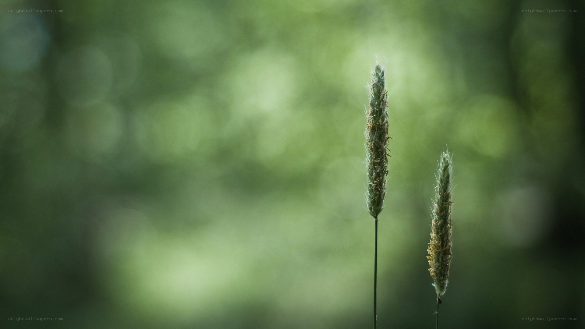 Two grass stalks in a forest