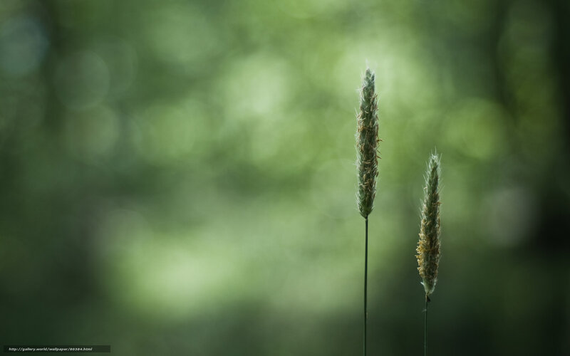 Two grass stalks in a forest
