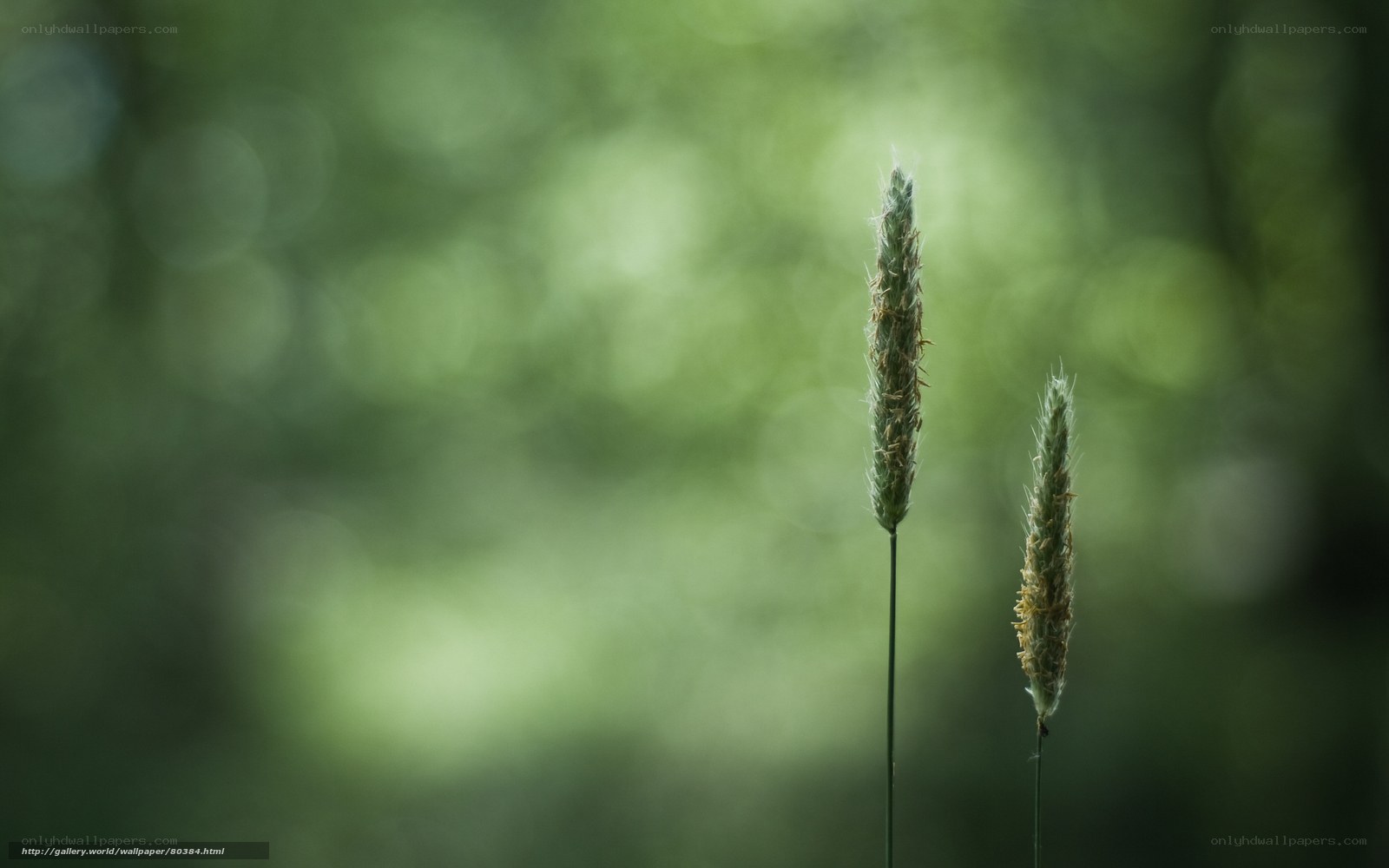 Two grass stalks in a forest