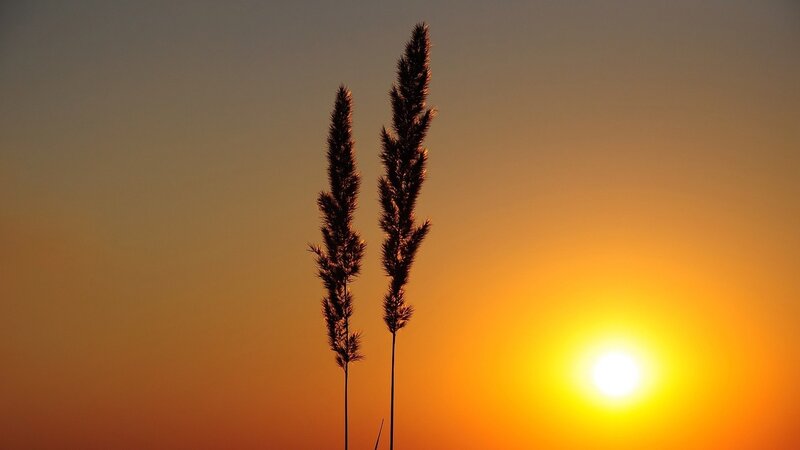 Two Grass Stalks — Orange, Serene