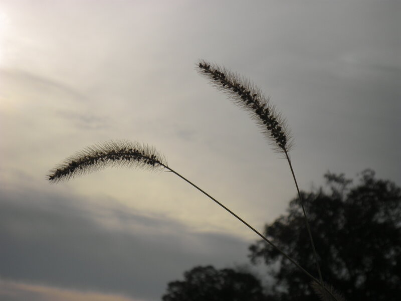 Two Grass Stalks